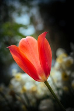 Kartpostal güzelliği tasarımı için güzel laleler.