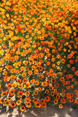 Çiçek arkaplanı olarak çiçek açan renkli lale çiçekleri