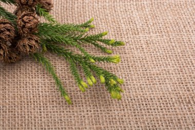 Çadır kapsülleri, kapsüller ve çam kozalakları.