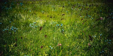 Artvin Dağlık Bölgesi 'nde güzel, renkli, yabani çiçekler açıyor.