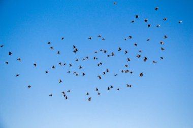 Gökyüzünde uçan görülen kuşlar sürüsü