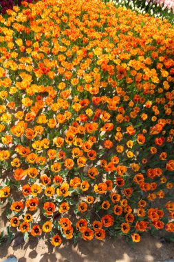 Çiçek arkaplanı olarak çiçek açan renkli lale çiçekleri