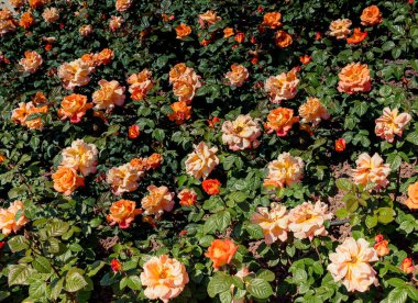 Güzel renkli gül arkaplanı