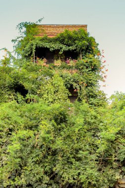 Çiçeksel bitkisel arkaplan dokusu olarak yapraklar