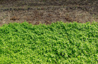 Bahar tarlasında filizlenen tarımsal ekinler