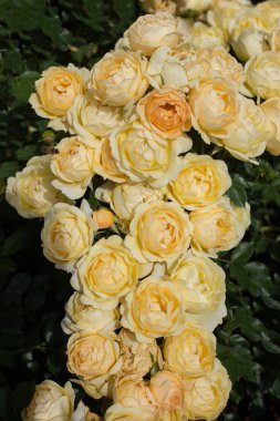 Çiçek arkaplanı gibi güzel renkli güller açıyor.