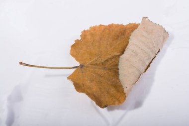Sonbahar zamanlarının ayrı bir kuru yaprağı.