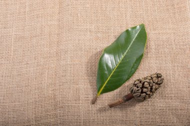 Görünürde sonbahar kuru yaprak, kapsül ve koniyi ayır