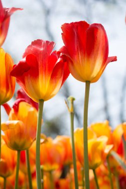 Bahar bahçesinde renkli lale çiçekleri açar.