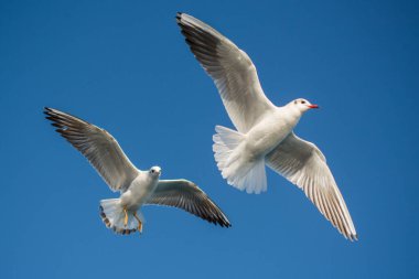 Bir çift martı gökyüzünde mavi bir zemin üzerinde uçuyor.