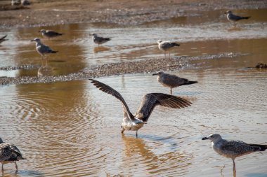 Martılar çamurlu sularda dinleniyor.