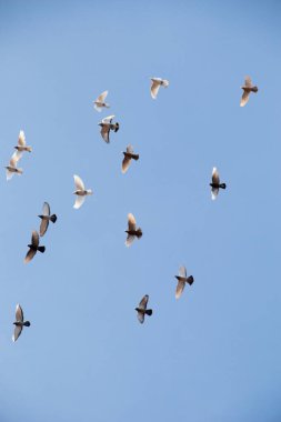 Mavi gökyüzünde uçan kuş sürüsü