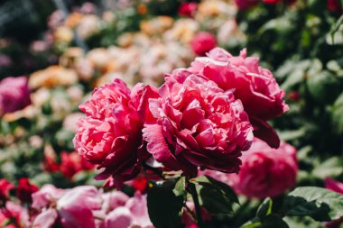 Bahar bahçesinde çiçek açan güzel güller