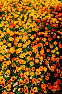 Bahar bahçesinde çiçek açan lale çiçekleri olan bahçe