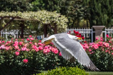 Parkta gül taşıyan tek bir martı.
