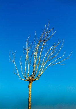 Bahçede çiçek açan genç bir ağaç.