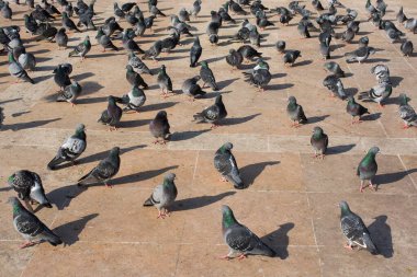 Yalnız kuşlar şehir ortamında yaşar.