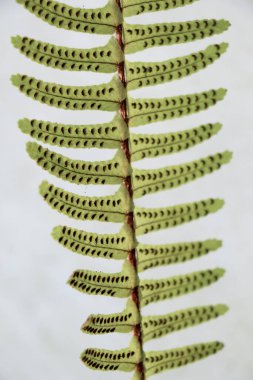 Bahar mevsimi bir ayrı yeşil yaprak