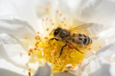 Arı güzel renkli bir çiçek poleniyle besleniyor.