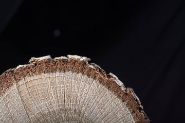 Ahşap dokusu arka planı için kullanılan küçük bir tahta parçası