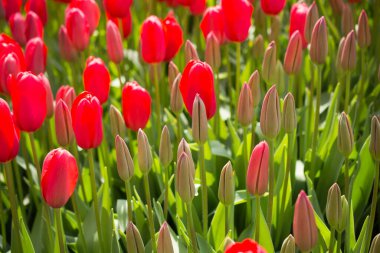 Bahar bahçesinde renkli lale çiçekleri açar.