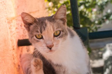 Evcil bir hayvan gibi güzel bir kedinin portresi