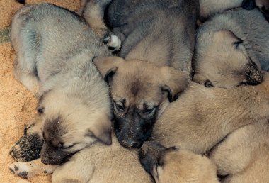 Türk çoban köpeği yavruları Kangal, çiftlik hayvanlarını koruyan köpek.