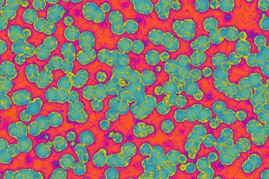 Sahte mikroorganizmalar. mikrobiyoloji. Bakteriler, hücreler, virüsler, mikroorganizmalar.