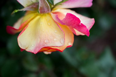 Yakından bakınca güzel taze güller.