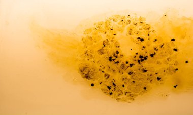 Kahve sıcak suda yavaşça erir.