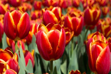 Bahar mevsiminde açan Lale Çiçekleri