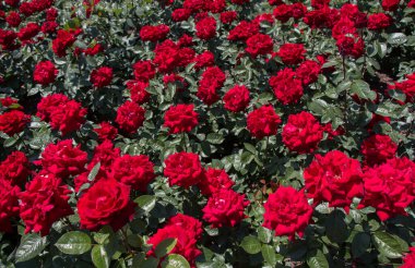 Güzel renkli gül arkaplanı