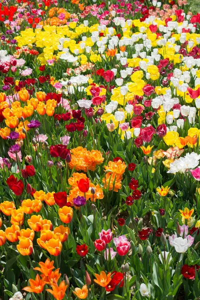 Çiçek arkaplanı olarak çiçek açan renkli lale çiçekleri