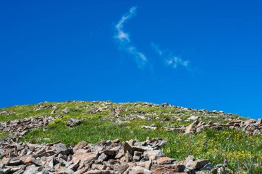Vahşi doğada açan güzel çiçekler.