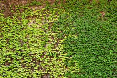 Bahar mevsiminin yeşil yaprakları