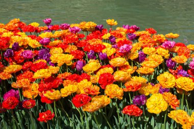 Bahar mevsiminde açan Lale Çiçekleri