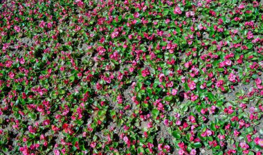 Arka plan olarak güzel taze çiçekler