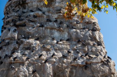 Lovely pigeon birds sitting on the rocks of a wall in an urban environment clipart