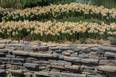 Arka plan olarak güzel taze çiçekler