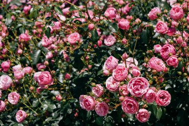 Güzel taze güllerle dolu gül bahçesi