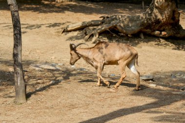 Yaban keçisi toprak zemin üzerine yürüme