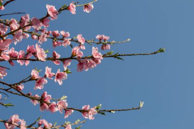 Renkli çiçekler baharda ağaçlarda açar.