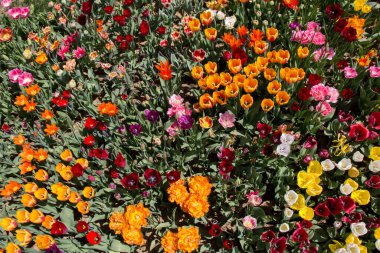 Çiçek arkaplanı olarak çiçek açan renkli lale çiçekleri