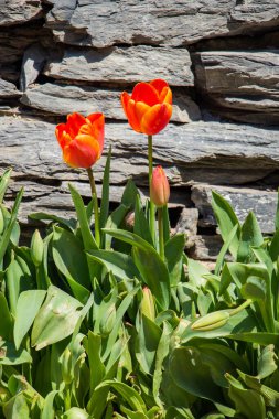 Kartpostal güzelliği tasarımı için güzel laleler.