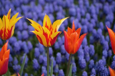 Bahar bahçesinde renkli lale çiçekleri açar.