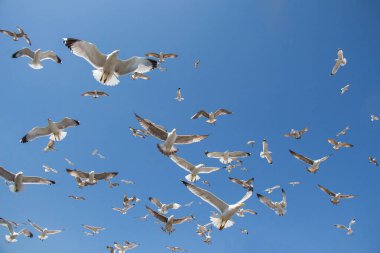 Gökyüzünde kayak yapan martı sürüsü