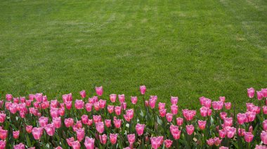 Arkaplan olarak renkli lale çiçekleri