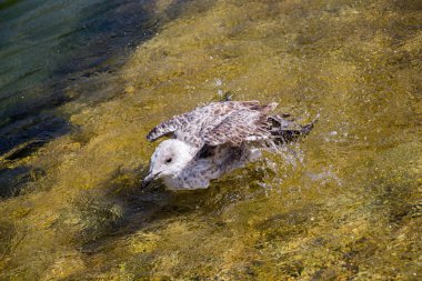 Havuzda banyo yapan tek bir martı.