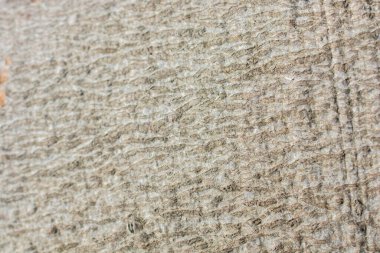 Ağaç kabuğu dokusunu ahşap arka plan olarak kapat