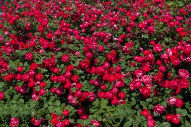 Çiçek arkaplanı gibi güzel renkli güller açıyor.